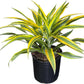 Dracaena Lemon Lime Live Plant, Indoor/Outdoor, 10-inch Grower Pot