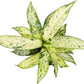 Dieffenbachia Starbright Live Plant, Indoor/Outdoor, 10-inch Pot, Yellow and Green