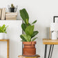 Self Watering Planter Pot Terracotta and Glass
