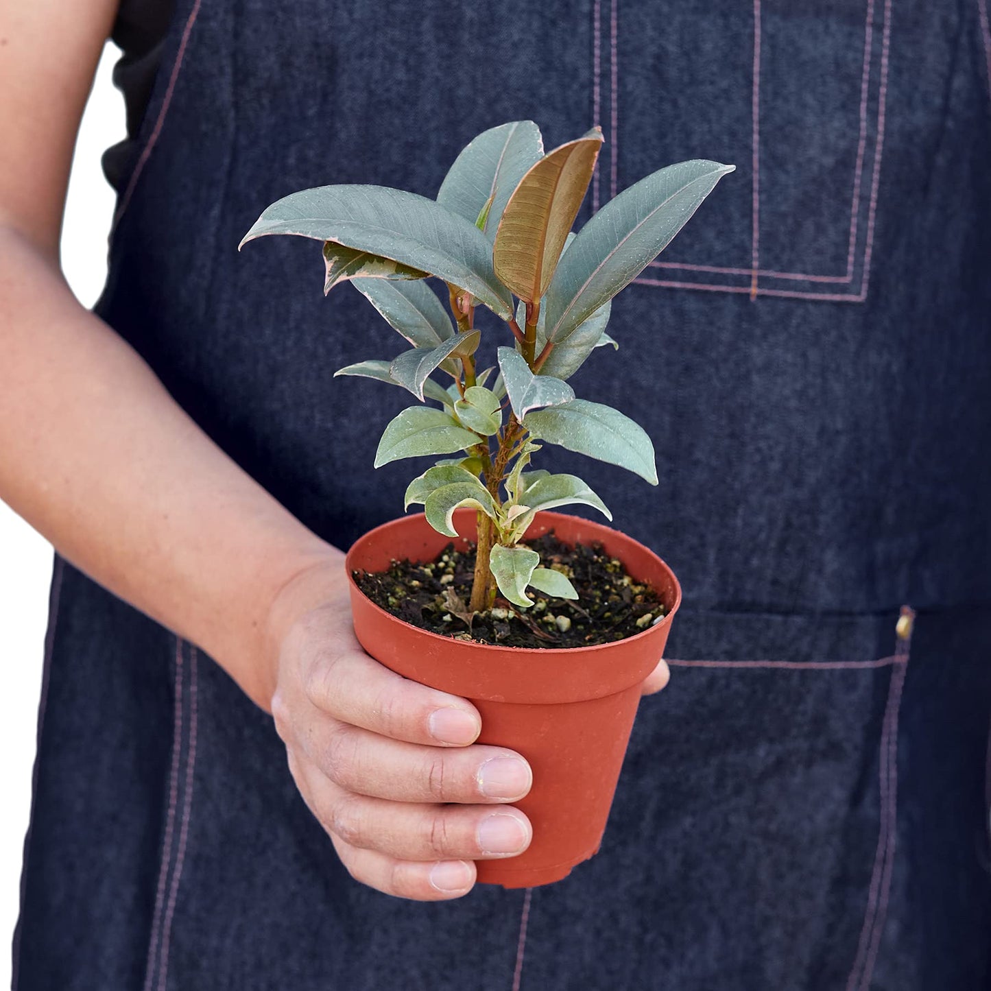 Ficus