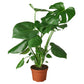 Monstera