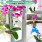 Organic Expanded Clay Pebbles for Plants | Leca
