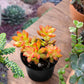 Lithops & Succulent Collection