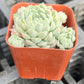 Sprout N Green Echeveria Minima, 1 Live Mini Succulent Plant Fully Rooted in 2 inch Starter Pot, Real House Plant for Indoor Outdoor Home Office Wedding Decoration Party Favor