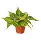 Philodendrons