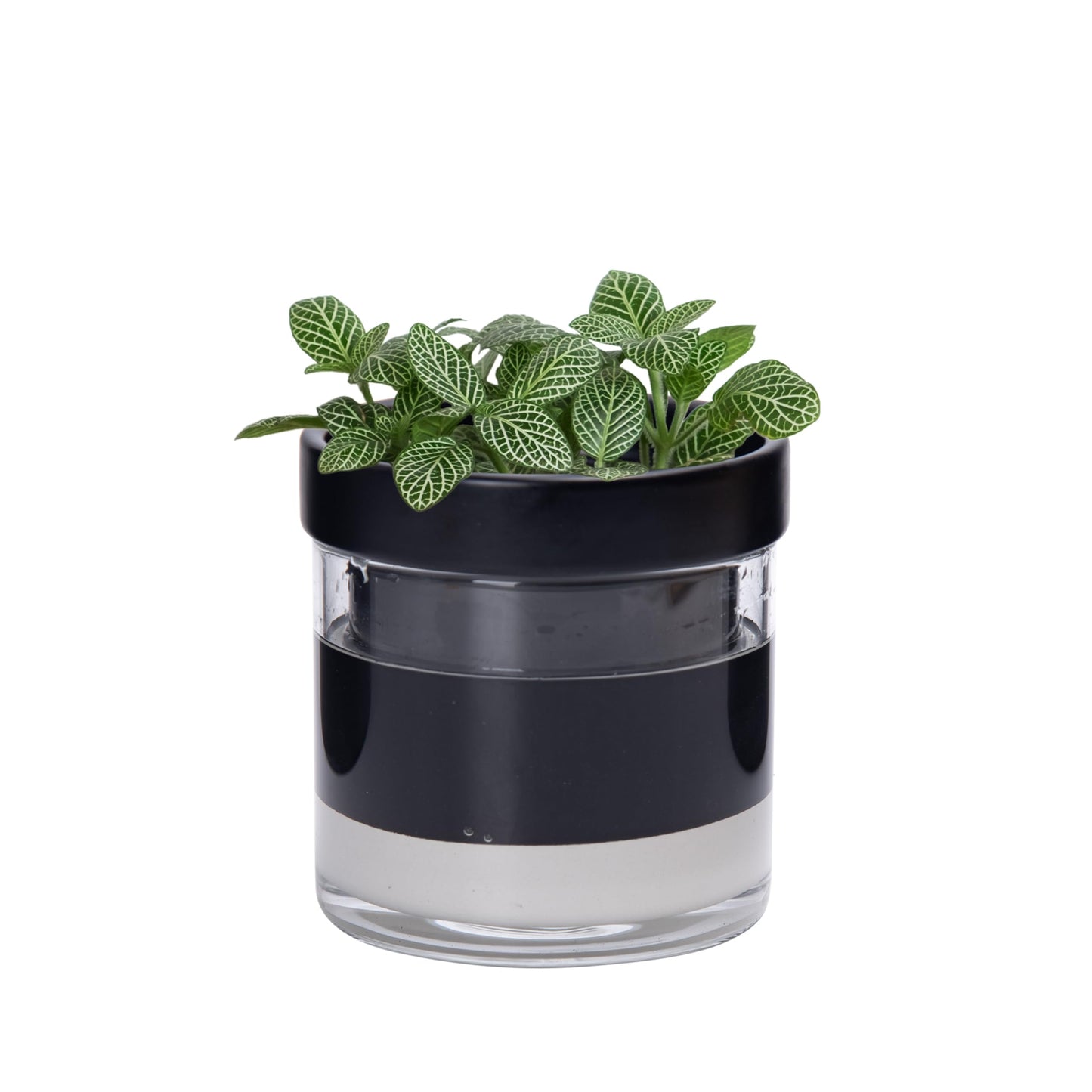 Self Watering Planter Pot Terracotta and Glass