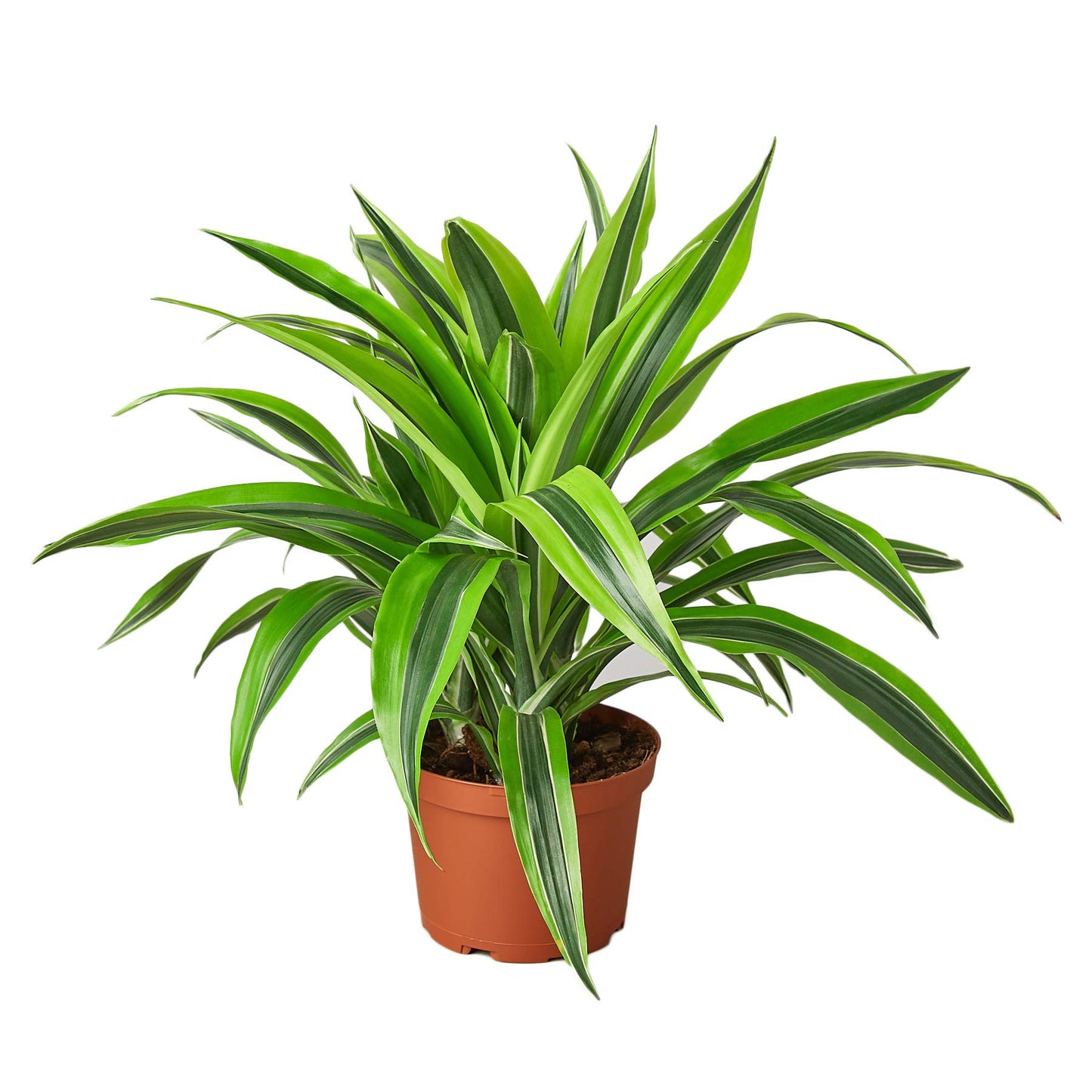 Dracaenas