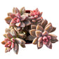 4" Trailing Succulents