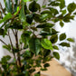 Artificial Ficus Tree & Planter