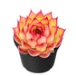 Sprout N Green Echeveria Minima, 1 Live Mini Succulent Plant Fully Rooted in 2 inch Starter Pot, Real House Plant for Indoor Outdoor Home Office Wedding Decoration Party Favor