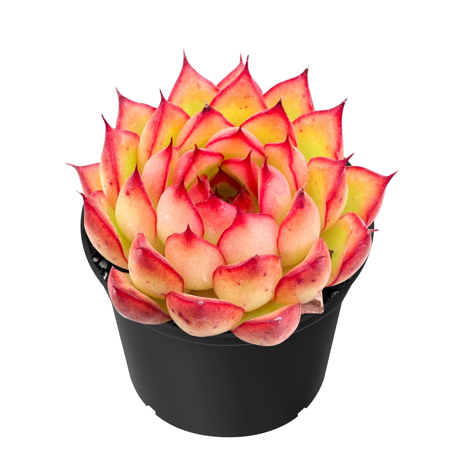 Sprout N Green Echeveria Minima, 1 Live Mini Succulent Plant Fully Rooted in 2 inch Starter Pot, Real House Plant for Indoor Outdoor Home Office Wedding Decoration Party Favor
