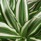 Dracaenas