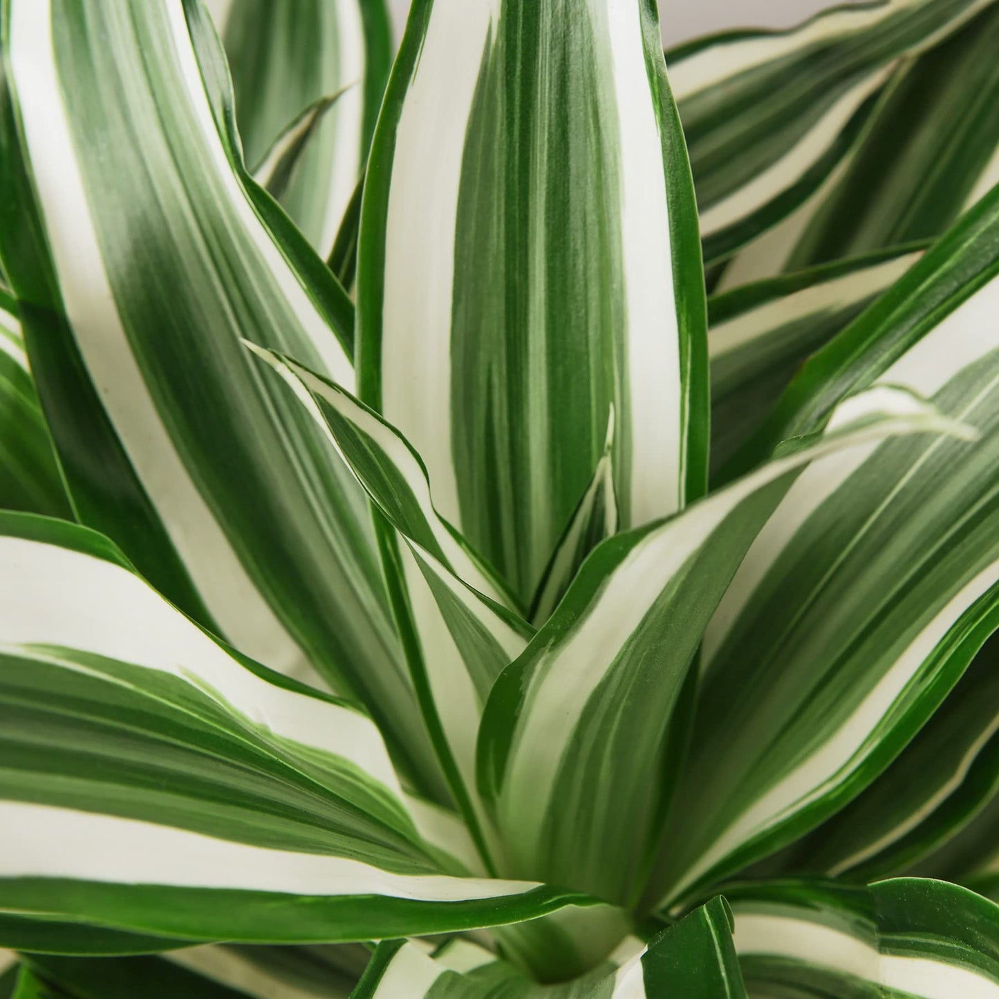 Dracaenas