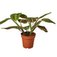Maranta