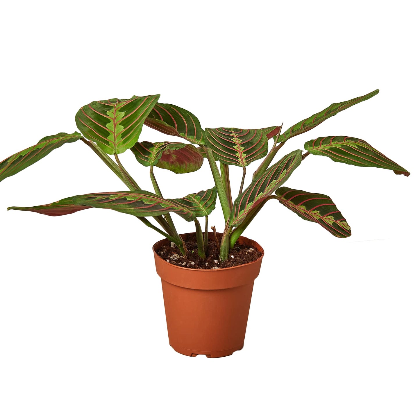 Maranta