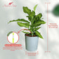 Dieffenbachia Camouflage Live Indoor/Outdoor Plant, 10 in Grower Pot