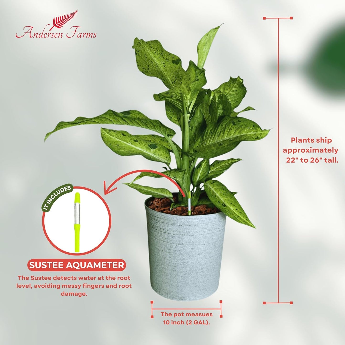 Dieffenbachia Camouflage Live Indoor/Outdoor Plant, 10 in Grower Pot