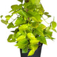 Neon Pothos Totem Live Plant, Indoor/Outdoor, 10-inch Grower Pot