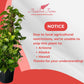 Golden Pothos Totem Live Plant - 10-inch Grower Pot, Indoor/Outdoor