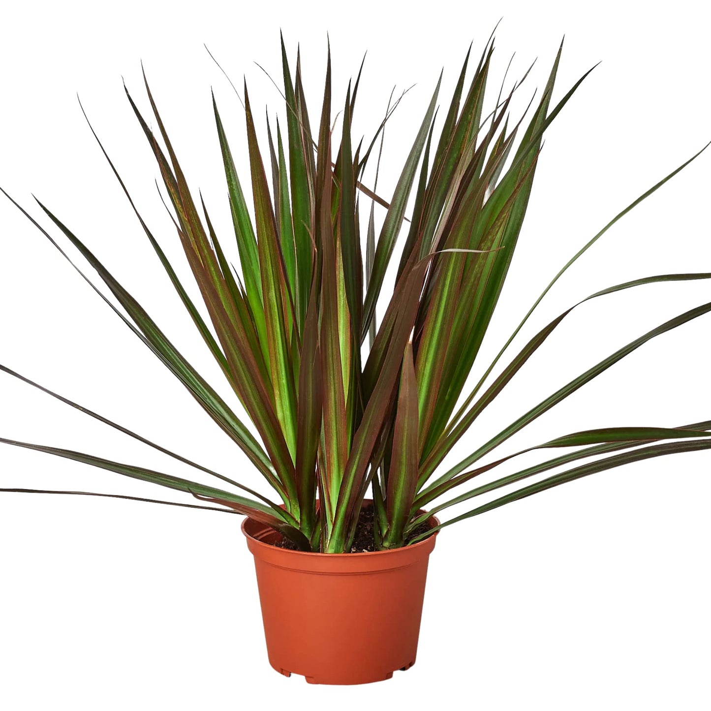 Dracaenas