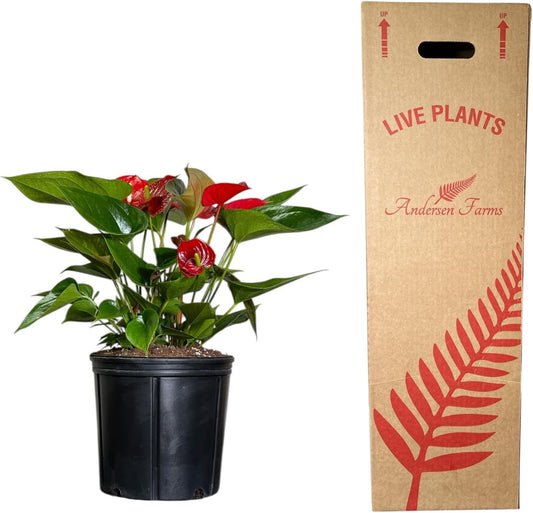 Anthurium Melanie Red Live Plant, Indoor/Outdoor, 10-inch Grower Pot, 28 inches Tall