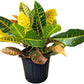 Croton Petra – Live Tropical Plant in 10-Inch Grower Pot | Indoor & Outdoor Use