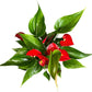 Anthurium Melanie Red Live Plant, Indoor/Outdoor, 10-inch Grower Pot, 28 inches Tall