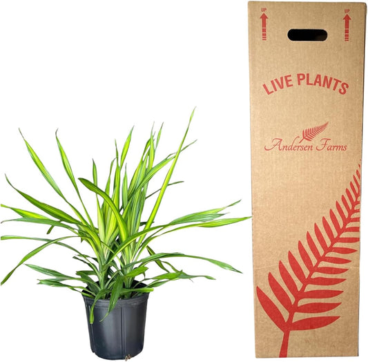 Dracaena Marginata Kiwi Live Plant – 10-inch Grower Pot, Indoor/Outdoor Houseplant