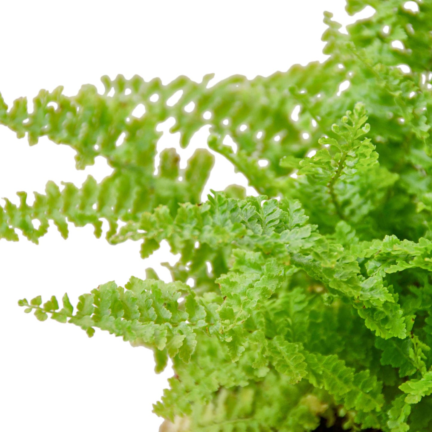 Ferns