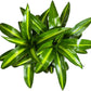 Dracaena Hawaiian Sunshine Live Plant, Indoor/Outdoor, 10-inch Grower Pot