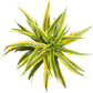Dracaena Lemon Lime Live Plant, Indoor/Outdoor, 10-inch Grower Pot