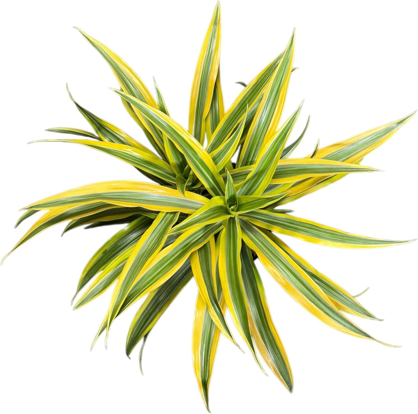 Dracaena Lemon Lime Live Plant, Indoor/Outdoor, 10-inch Grower Pot