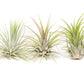 Air Plants - 5 Pack XL Tillandsia Ionantha Guatemala
