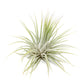 Air Plants - 5 Pack XL Tillandsia Ionantha Guatemala