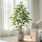 Artificial Ficus Tree & Planter