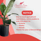 Spathiphyllum Sensation 'Peace Lily' Live Plant, Indoor/Outdoor, 10 in Grower Pot