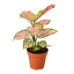 Aglaonemas (Chinese Evergreen)