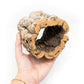 Cork Bark Planter with Small Air Plant