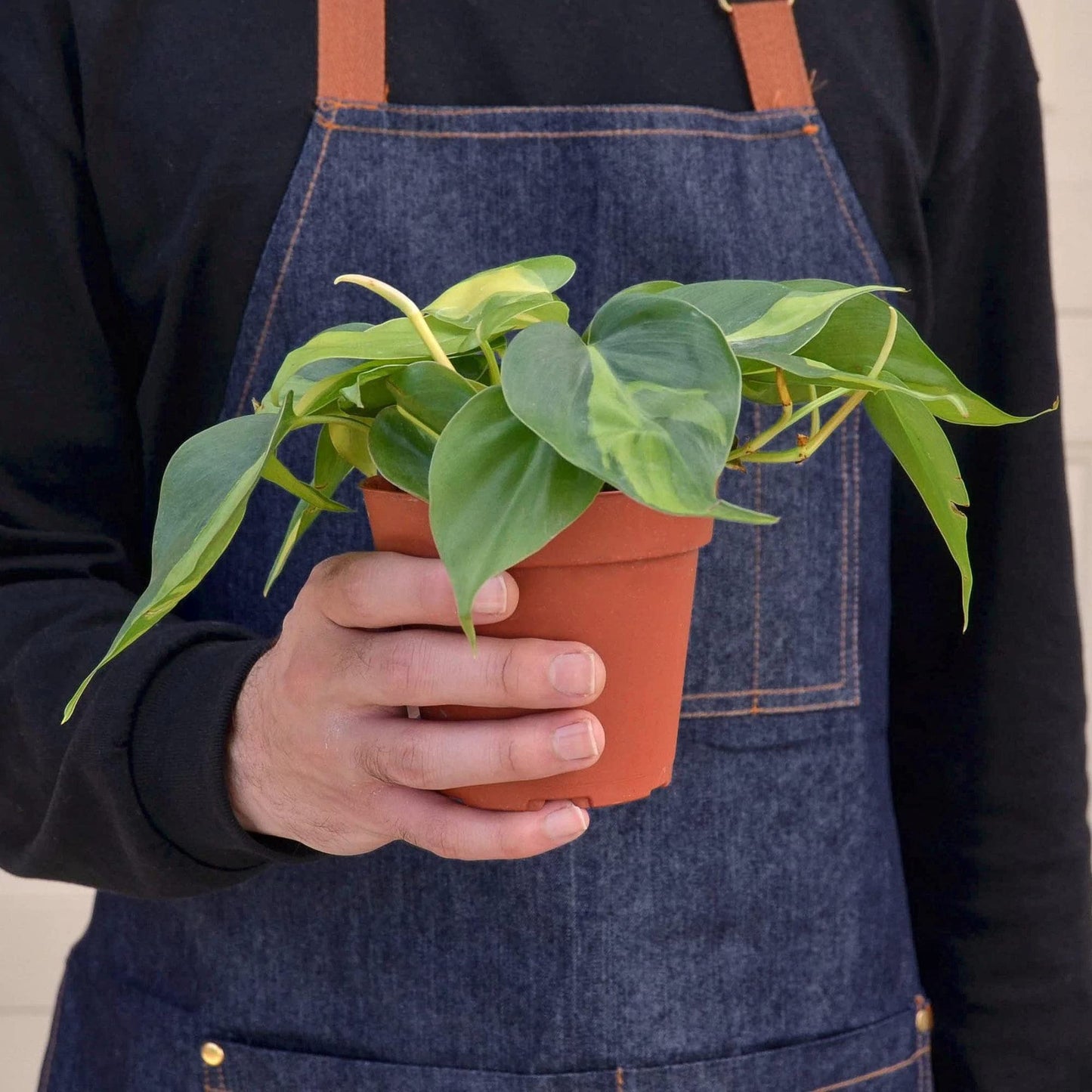Philodendrons