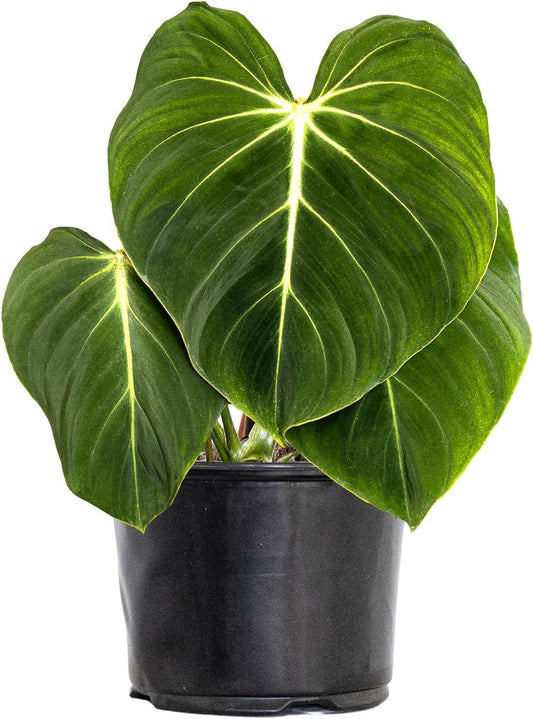 Live Philodendron Gloriosum Exotic Tropical