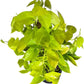 Neon Pothos Totem Live Plant, Indoor/Outdoor, 10-inch Grower Pot