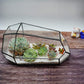 Glass Terrarium with Lid
