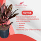 Cordyline Auntie Lou – Tropical Burgundy Foliage in 10-Inch Grower Pot for Indoor & Outdoor Use