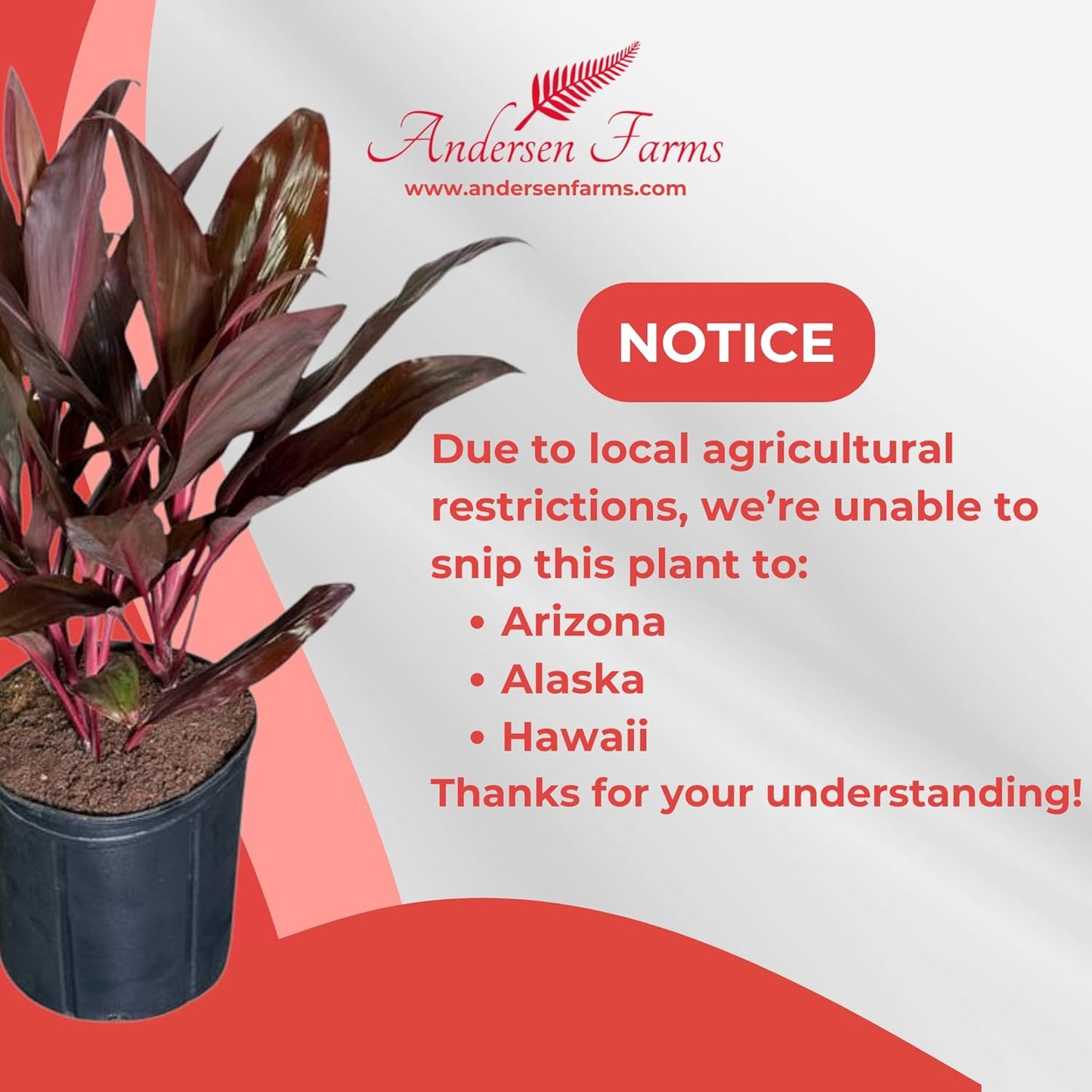 Cordyline Auntie Lou – Tropical Burgundy Foliage in 10-Inch Grower Pot for Indoor & Outdoor Use