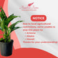 Dieffenbachia Panther Live Plant Indoor/Outdoor in 10 in Grower Pot, Green, White