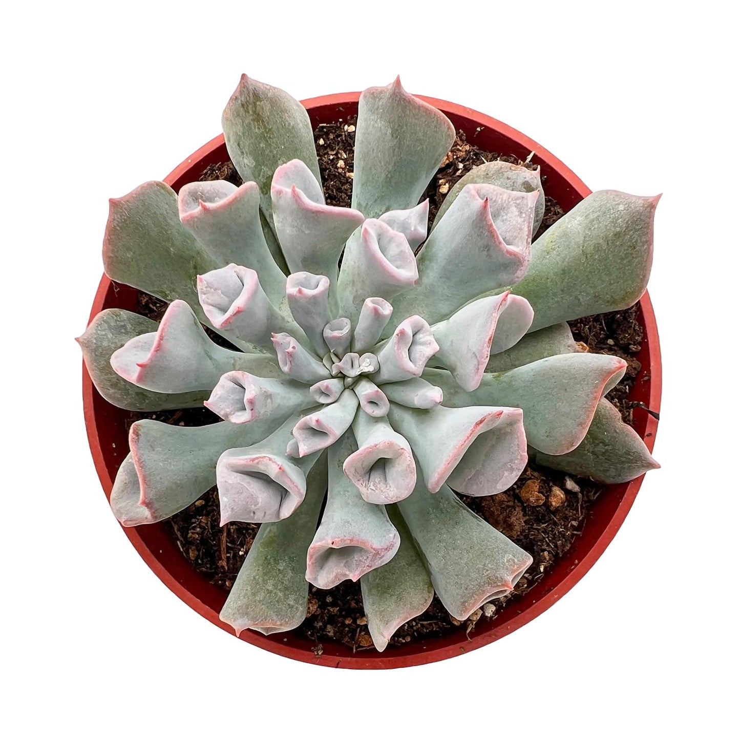 4" Trailing Succulents