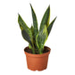Snake Plants
