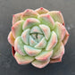 Lithops & Succulent Collection