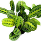 Lemon Lime Prayer Plant Maranta