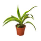 Dracaenas